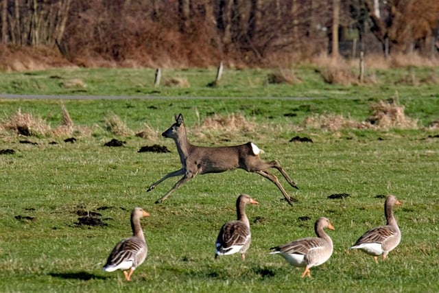 Free download nature animals wild geese escape free picture to be edited with GIMP free online image editor