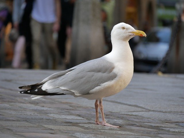 Free download Nature Animal World Seagull -  free photo or picture to be edited with GIMP online image editor