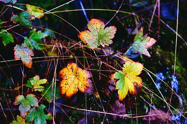 Free download Nature Autumn Foliage -  free photo or picture to be edited with GIMP online image editor