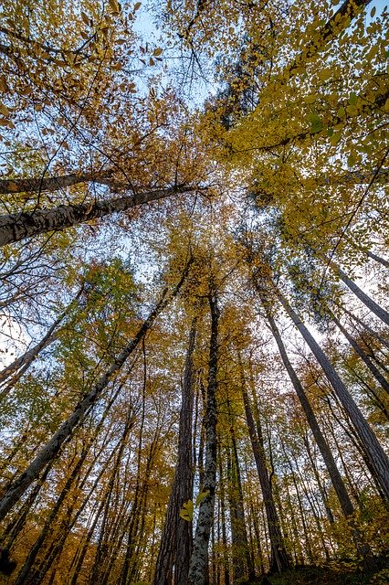 Free download Nature Autumn Forest -  free photo or picture to be edited with GIMP online image editor