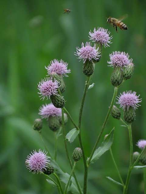 Free download Nature Bee Flowers -  free photo or picture to be edited with GIMP online image editor