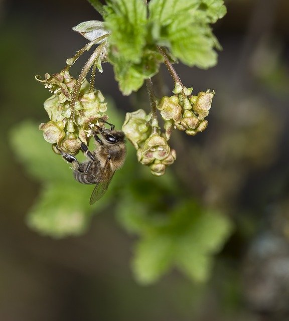 Nature Bees Honey Bee