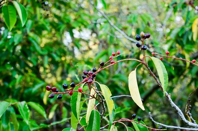 Free download Nature Berries September -  free photo or picture to be edited with GIMP online image editor