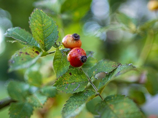 Free download Nature Berry Red -  free photo or picture to be edited with GIMP online image editor