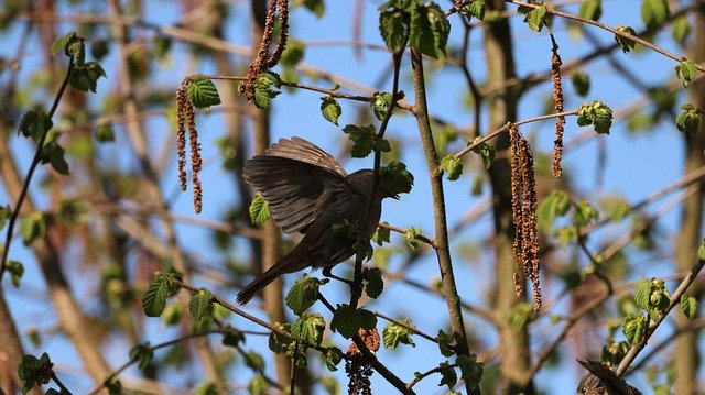 Free download Nature Bird Animal World -  free photo or picture to be edited with GIMP online image editor