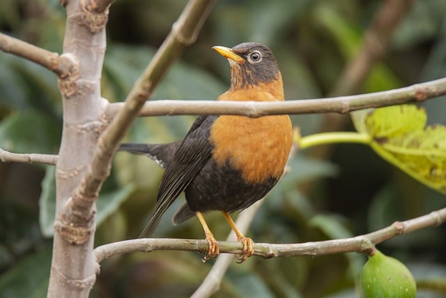 Free download nature bird blackbird thrush free picture to be edited with GIMP free online image editor