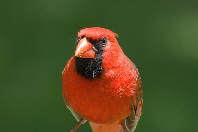 Free download nature bird cardinal animal avian free picture to be edited with GIMP free online image editor