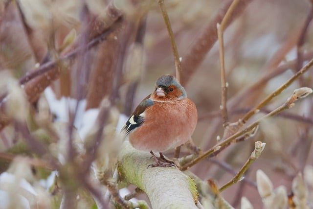 Free download nature bird chaffinch winter free picture to be edited with GIMP free online image editor