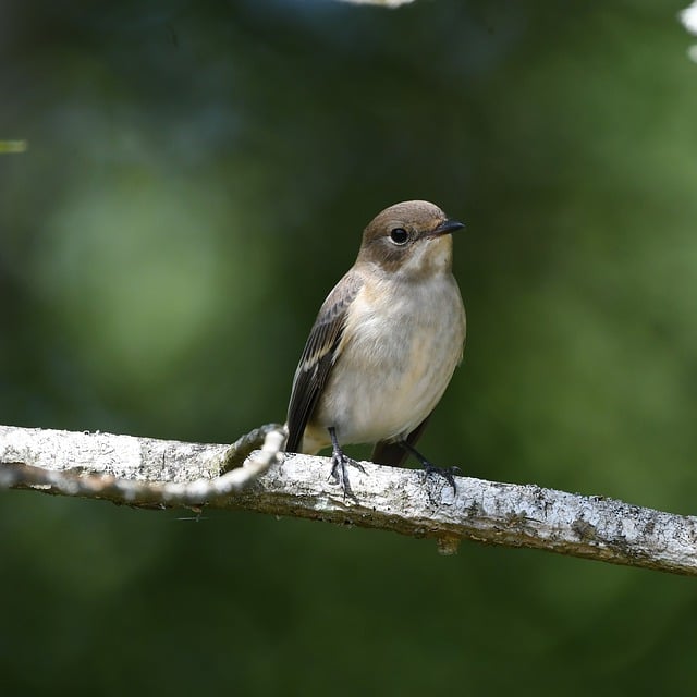 Free download nature bird migratory insectivorous free picture to be edited with GIMP free online image editor