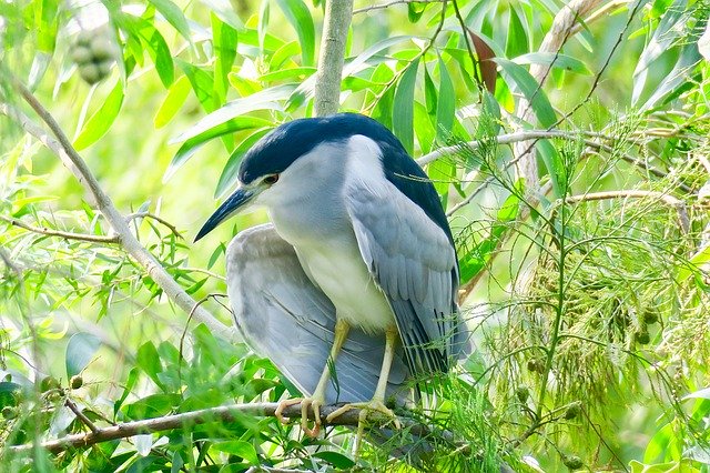 Free download Nature Bird Outdoor -  free photo or picture to be edited with GIMP online image editor