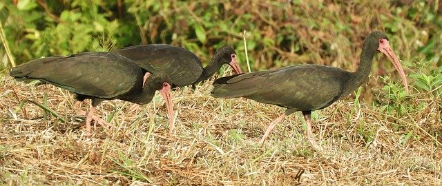 Free download Nature Birds Ibis -  free photo or picture to be edited with GIMP online image editor