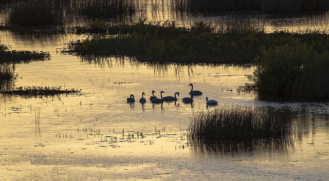 Free download nature birds swans lake wetlands free picture to be edited with GIMP free online image editor