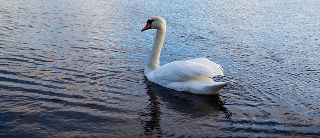 Free download Nature Bird Swan -  free photo or picture to be edited with GIMP online image editor