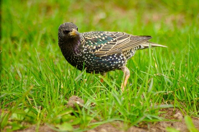 Free download Nature Bird Thrush -  free photo or picture to be edited with GIMP online image editor