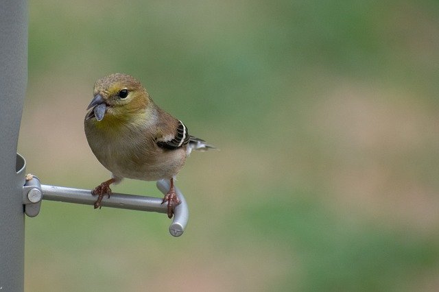 Free download Nature Bird Wildlife -  free photo or picture to be edited with GIMP online image editor