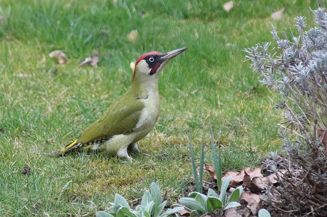 Free download Nature Bird Woodpecker -  free photo or picture to be edited with GIMP online image editor