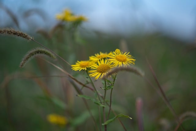 Free download nature bloom flower blossom botany free picture to be edited with GIMP free online image editor