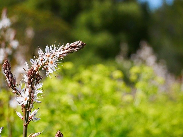 Free download Nature Blossom Bloom -  free free photo or picture to be edited with GIMP online image editor