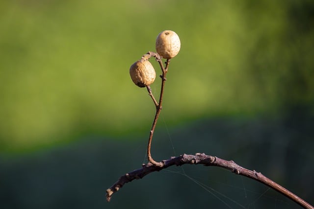 Free download nature branch seeds fresh plant free picture to be edited with GIMP free online image editor