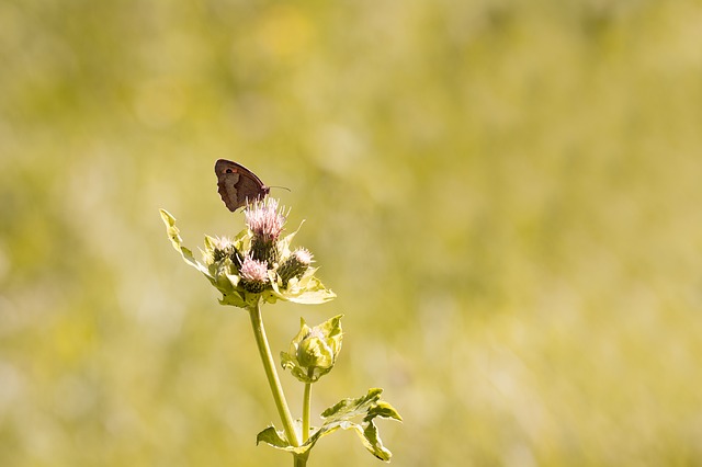 Free download nature butterfly big ox eye free picture to be edited with GIMP free online image editor