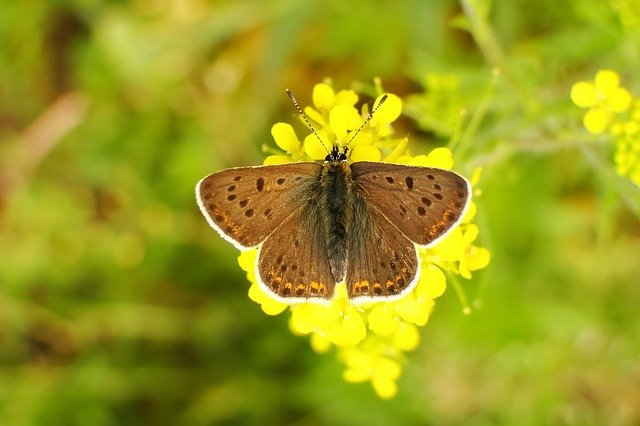 Free download nature butterfly day insect summer free picture to be edited with GIMP free online image editor