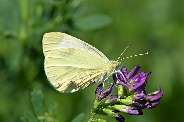 Free download nature butterfly flower insect free picture to be edited with GIMP free online image editor