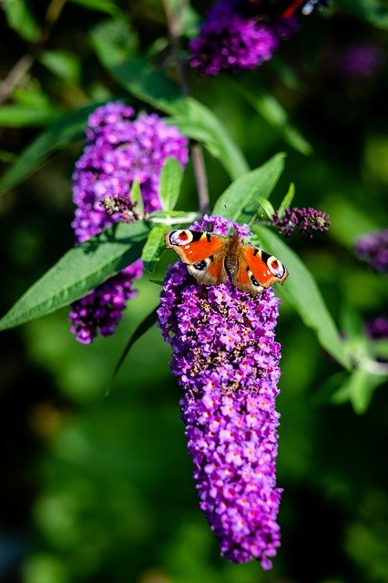 Free download Nature Butterfly Garden -  free photo or picture to be edited with GIMP online image editor