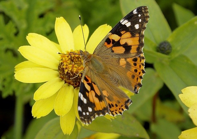 Free download Nature Butterfly Insect -  free photo or picture to be edited with GIMP online image editor