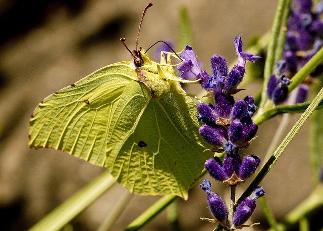 Free download Nature Butterfly Insect Gonepteryx -  free photo or picture to be edited with GIMP online image editor