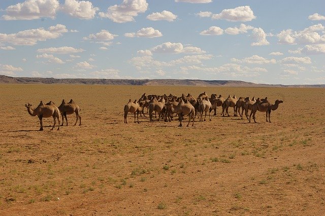 Free download Nature Camel Desert The -  free photo or picture to be edited with GIMP online image editor