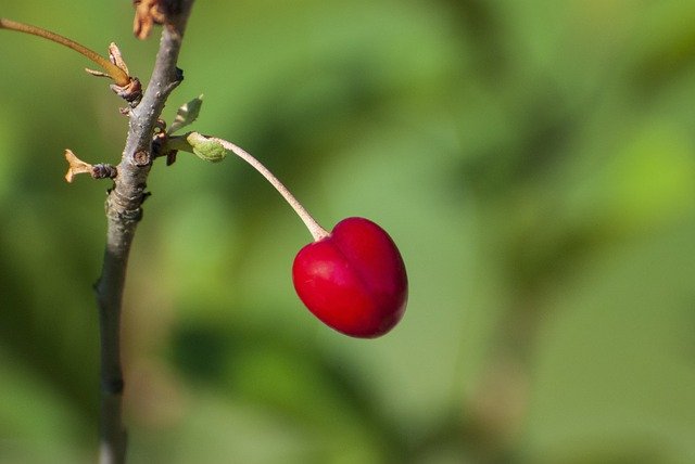 Free download Nature Cherry Garden -  free photo or picture to be edited with GIMP online image editor