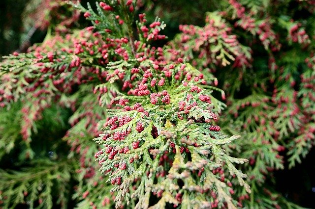 Free download Nature Coniferous Sprig -  free photo or picture to be edited with GIMP online image editor