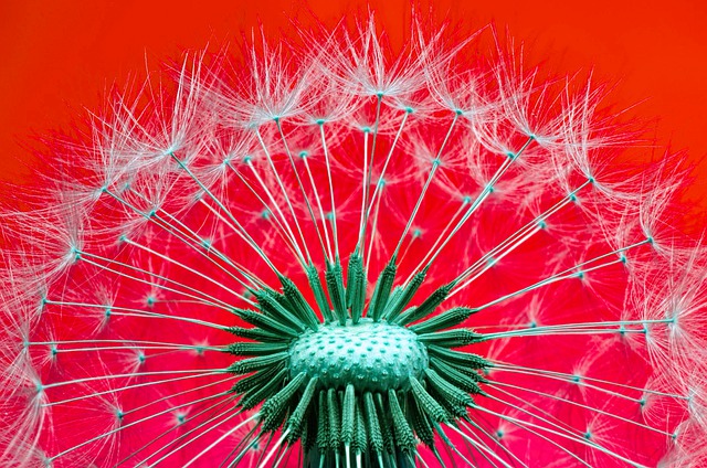 Free download nature dandelion plant spring free picture to be edited with GIMP free online image editor