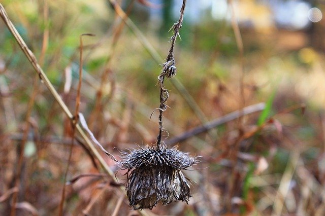 Free download Nature Dead Flower -  free free photo or picture to be edited with GIMP online image editor