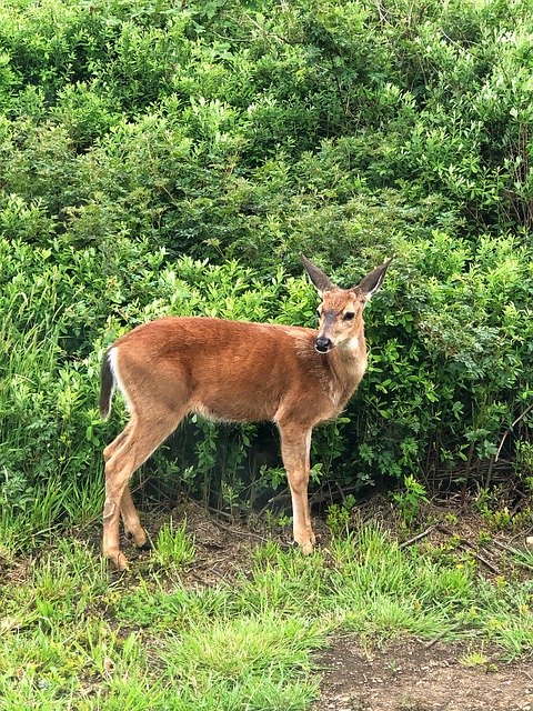 Free download Nature Deer Animal -  free photo or picture to be edited with GIMP online image editor