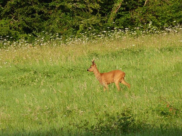 Free download Nature Deer Wild -  free photo or picture to be edited with GIMP online image editor