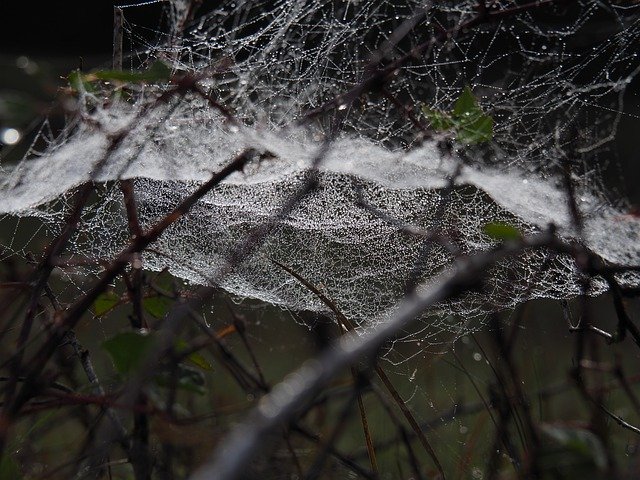 Free download Nature Dew Spider Web -  free photo or picture to be edited with GIMP online image editor