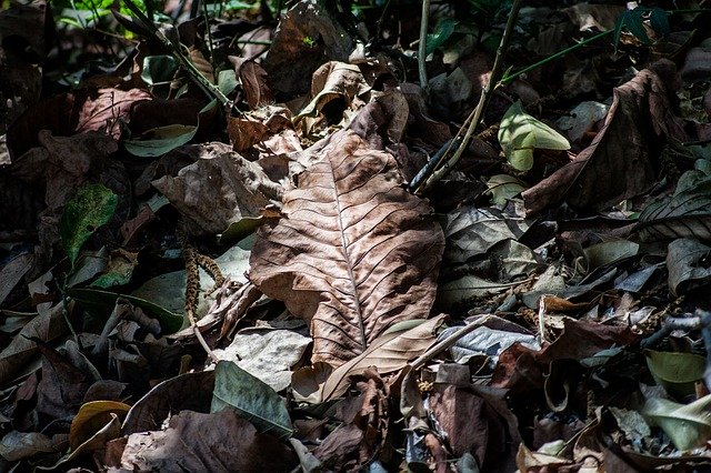 Free download Nature Dried Leaves -  free photo or picture to be edited with GIMP online image editor