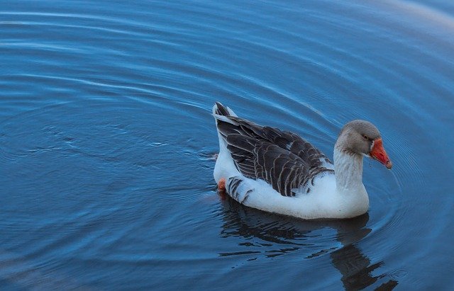 Free download Nature Duck Bird -  free photo or picture to be edited with GIMP online image editor