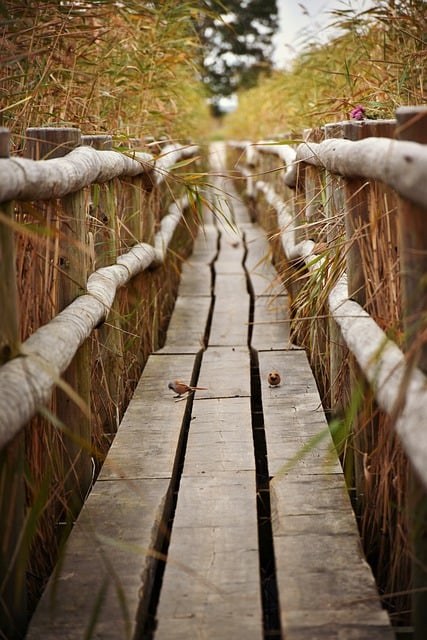 Free download nature fall reed footbridge free picture to be edited with GIMP free online image editor