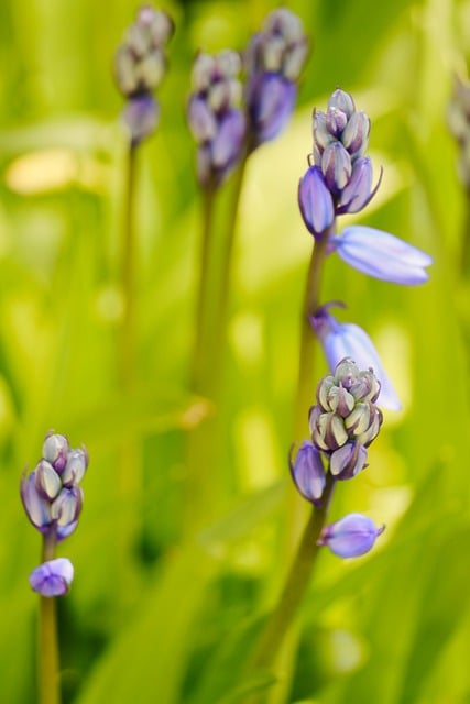 Free download nature field growth earth botany free picture to be edited with GIMP free online image editor