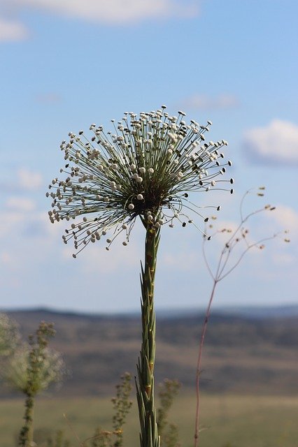 Free download Nature Flower Always Alive -  free photo or picture to be edited with GIMP online image editor