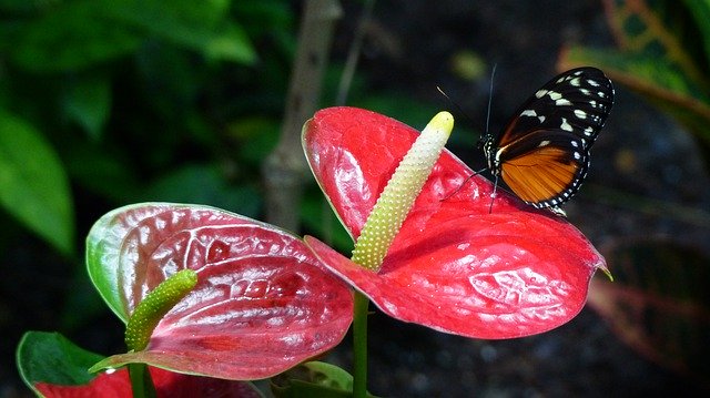 Free download Nature Flower Butterfly -  free photo or picture to be edited with GIMP online image editor