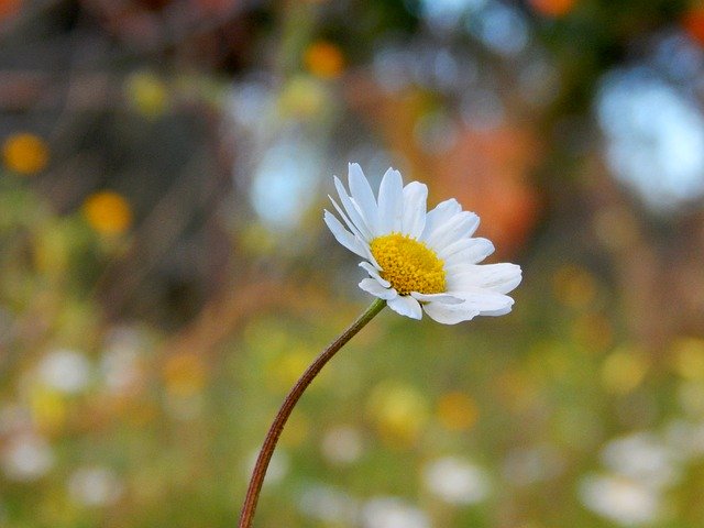 Free download Nature Flower Camomile -  free photo or picture to be edited with GIMP online image editor