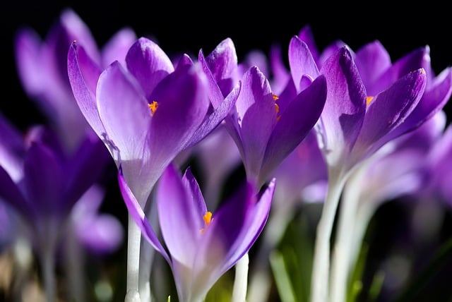 Free download nature flower crocus spring free picture to be edited with GIMP free online image editor