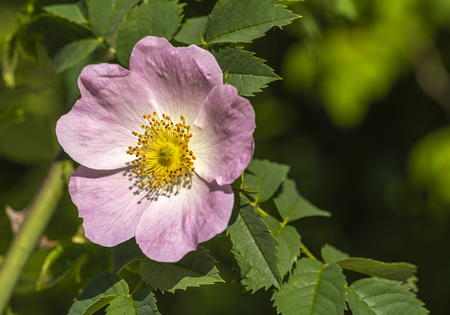 Free download nature flower dog rose light free picture to be edited with GIMP free online image editor