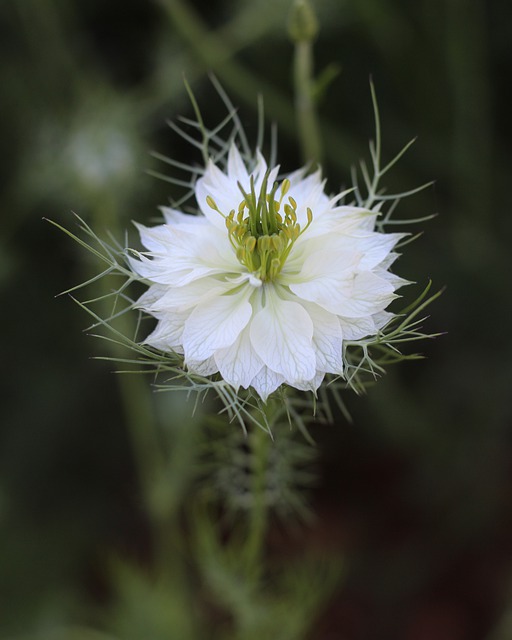 Free download nature flower love in a mist free picture to be edited with GIMP free online image editor