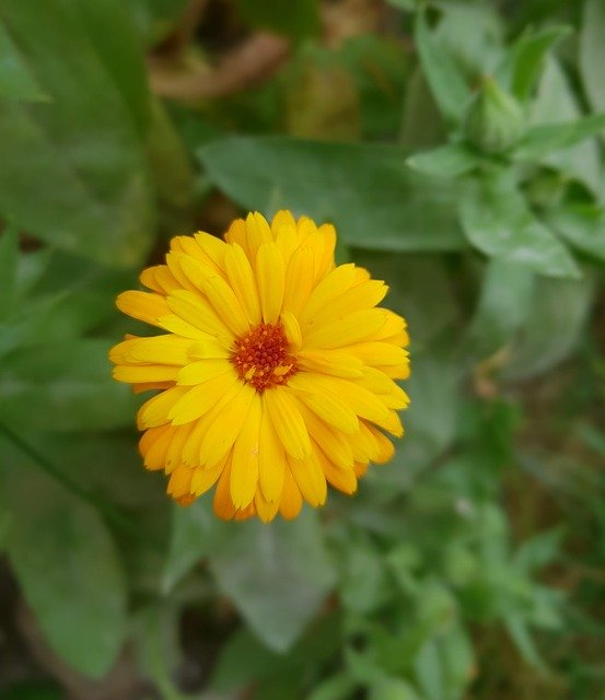 Free download Nature Flower Marigold -  free photo or picture to be edited with GIMP online image editor