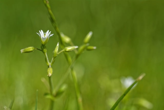 Free download nature flower minimal grass botany free picture to be edited with GIMP free online image editor