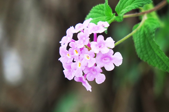 Free download nature flower plant leaf outdoor free picture to be edited with GIMP free online image editor